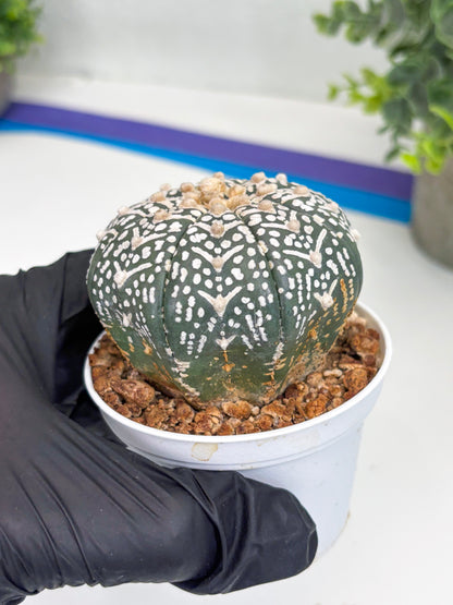 Astrophytum Super Kabuto V Type (T4) (b4) | Las Vegas Seller