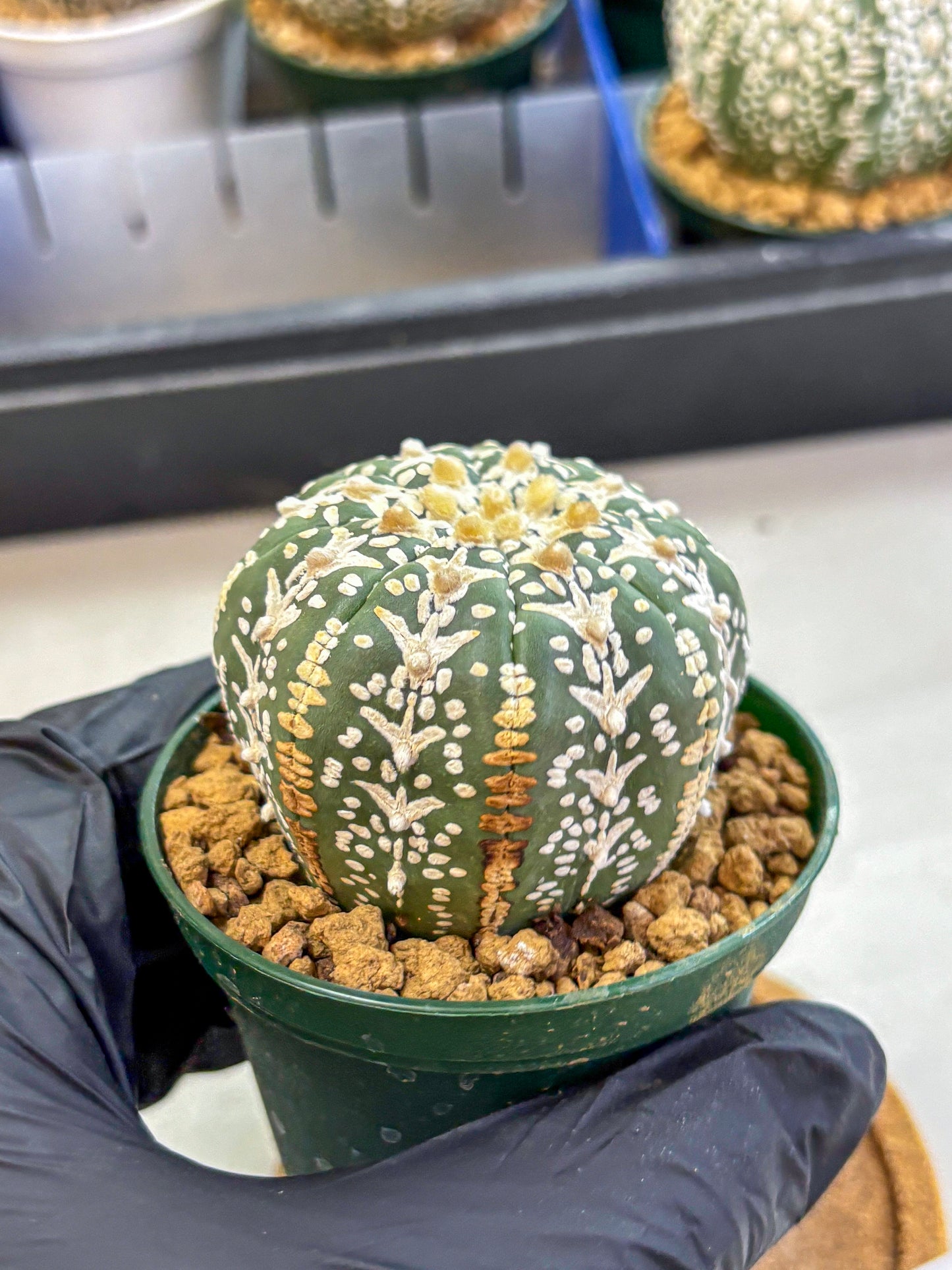 Astrophytum V Type (at2) (03) | Live Plant | Rare Collection