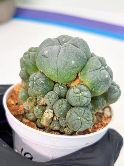 Spineless Cactus (Lo1) (p3) | For Advanced Growers