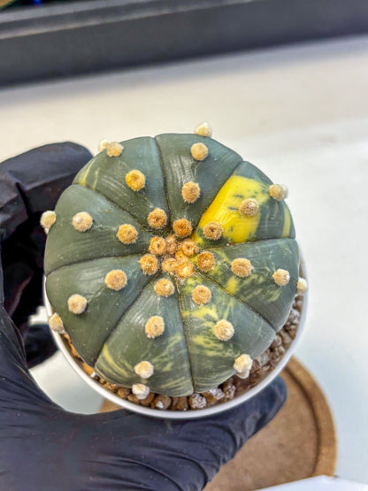 Astrophytum Variegated (at9) (03) | Rare Plant | Live Cactus