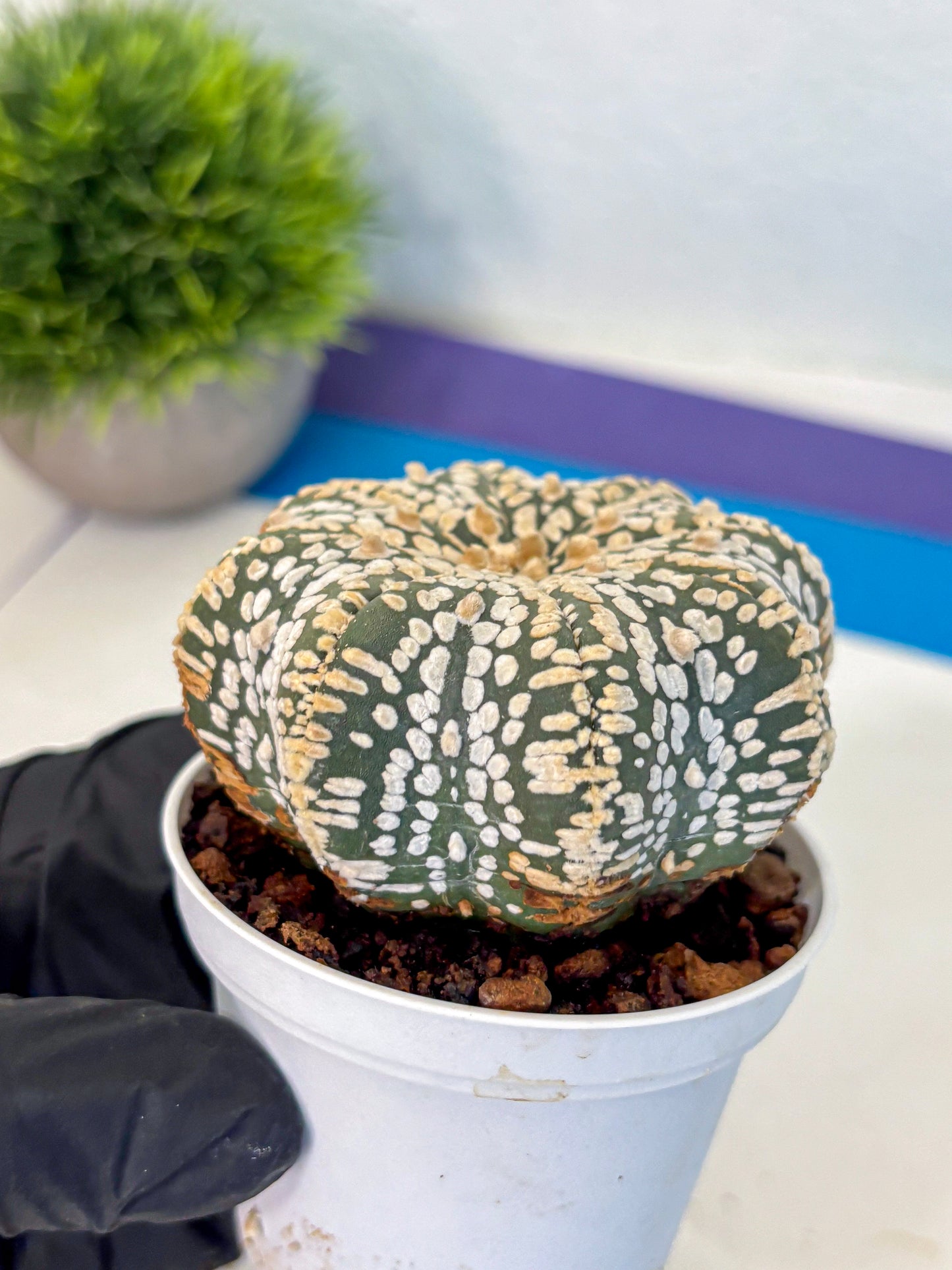 Astrophytum V Type (at4) (09) | Star Cactus