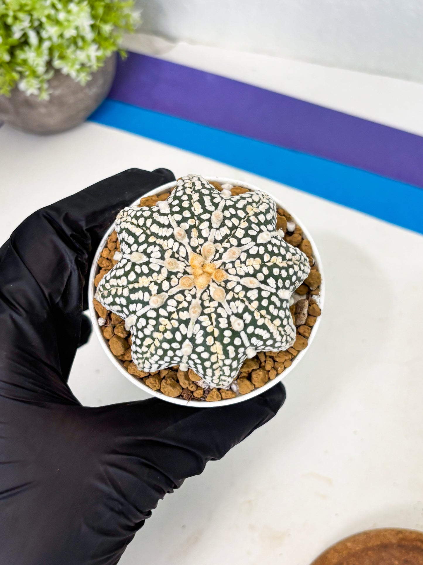 Astrophytum Star Shape (at2) (y7) | Rare Cactus