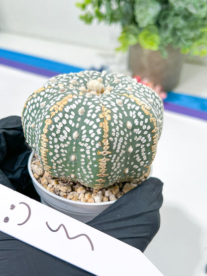 Astrophytum Super Kabuto (#T6A) | Nevada Botanical Shop | 3" Pot