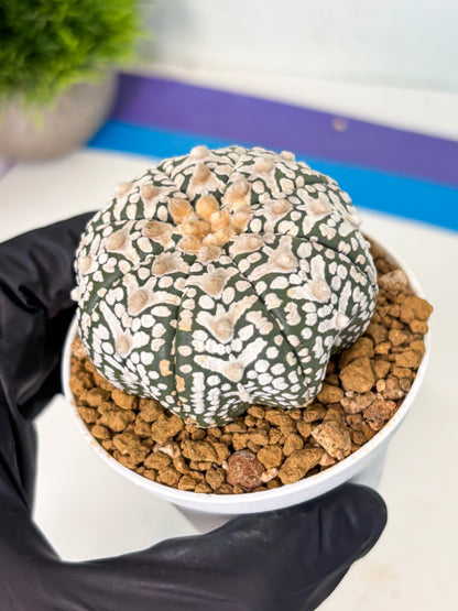 Astrophytum V-Type (at6) (r1) | Rare Star Cactus
