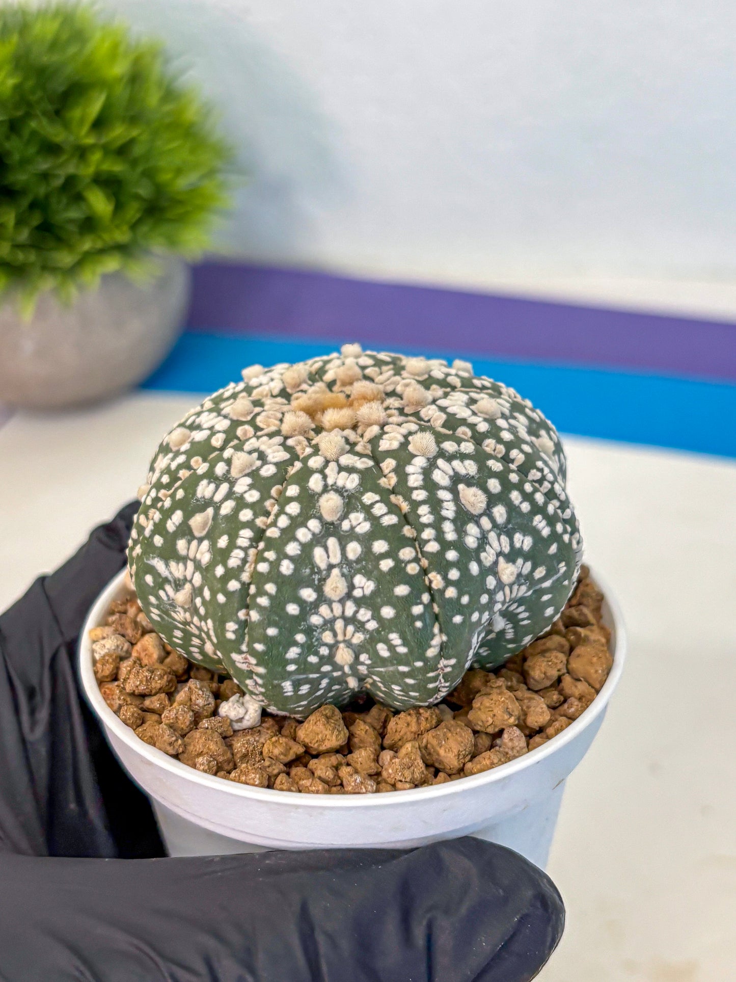 Astrophytum Super Kabuto (at1) (09) | Collection Plant | Rare Cactus