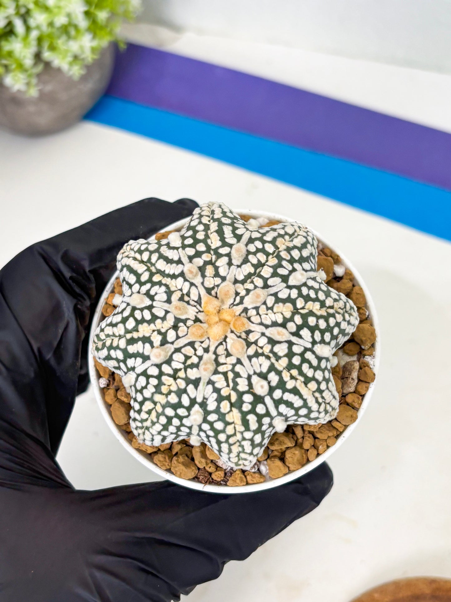 Astrophytum Star Shape (at2) (y7) | Rare Cactus