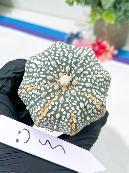 Astrophytum Super Kabuto (#T6A) | Nevada Botanical Shop | 3" Pot