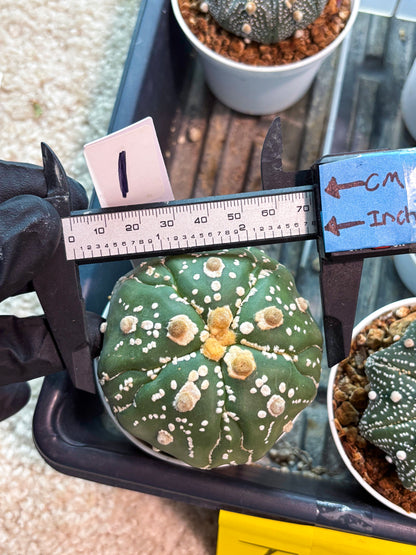 Astrophytum 5-Rib (t10) (p1) | Imported From Japan/korea