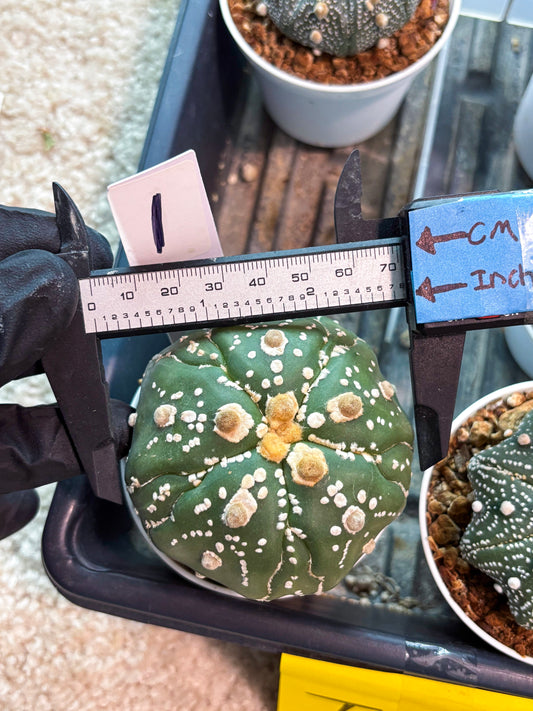 Astrophytum 5-Rib (t10) (p1) | Imported From Japan/korea
