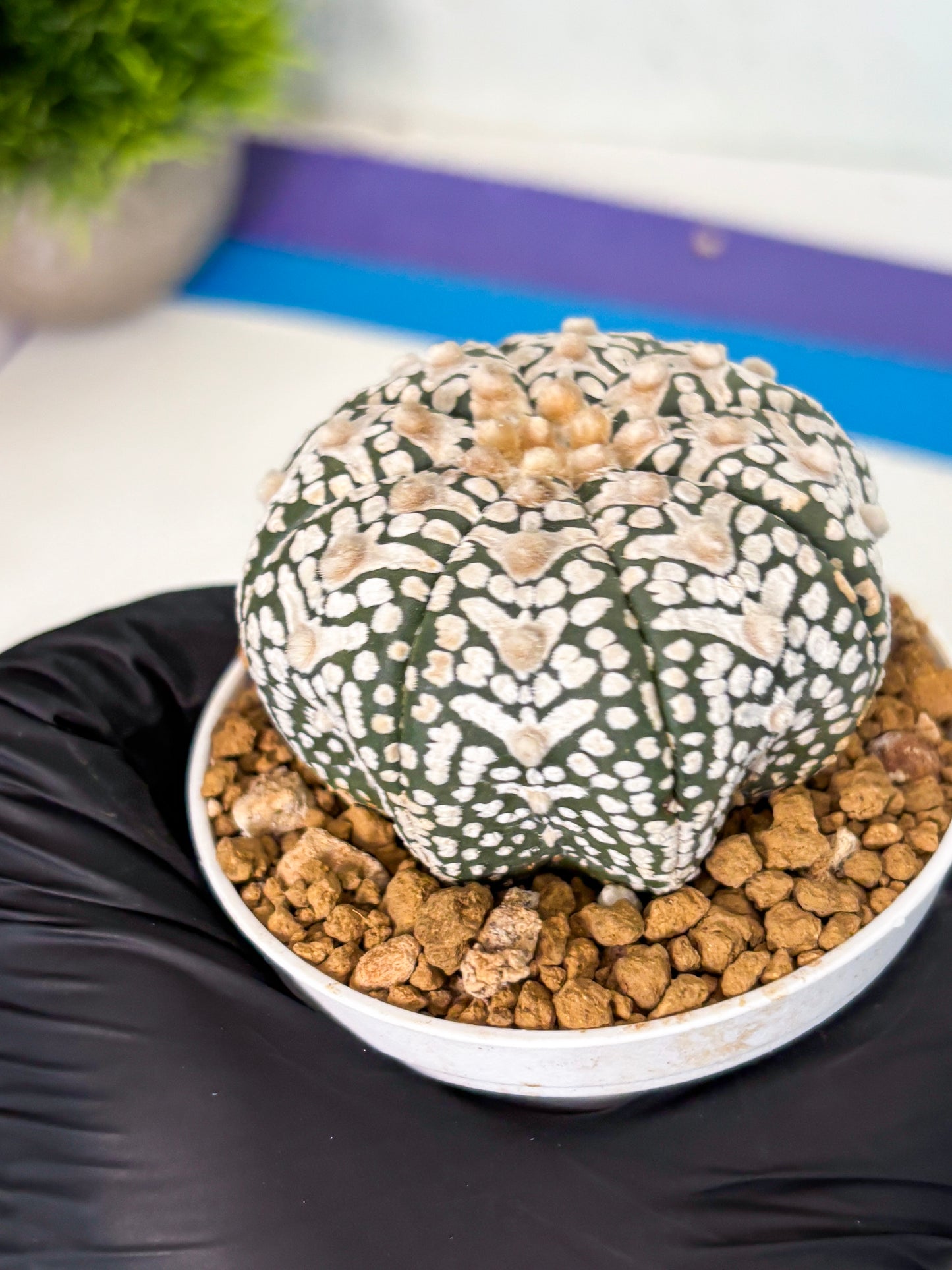 Astrophytum V-Type (at6) (r1) | Rare Star Cactus