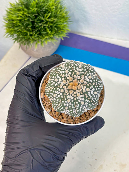 Astrophytum Super Kabuto (at1) (09) | Collection Plant | Rare Cactus