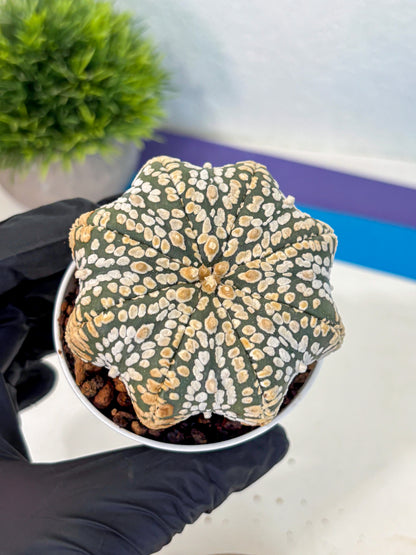 Astrophytum V Type (at4) (09) | Star Cactus