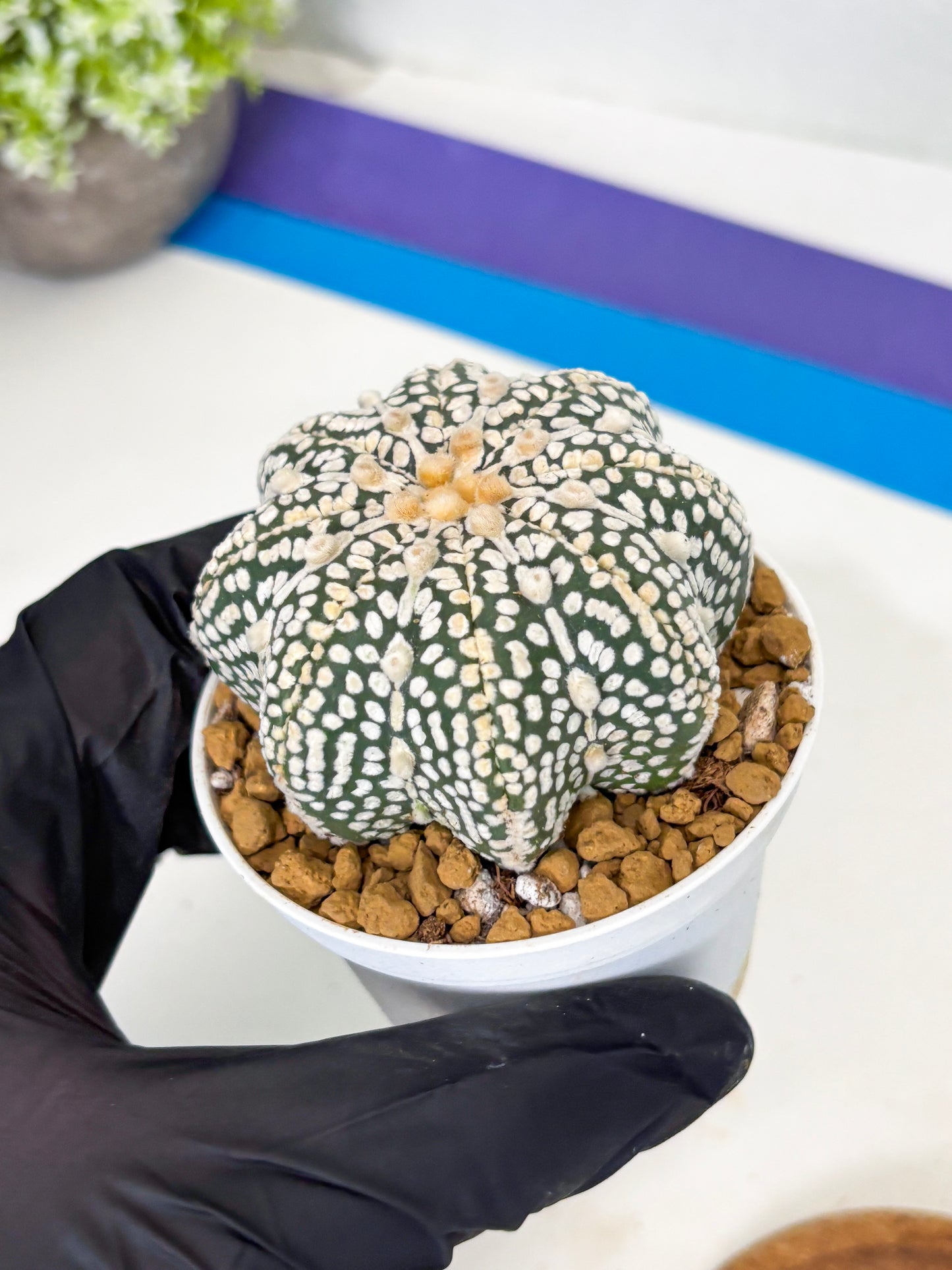 Astrophytum Star Shape (at2) (y7) | Rare Cactus