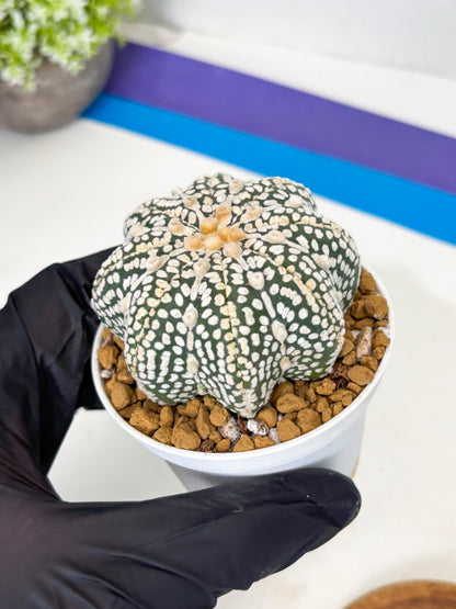 Astrophytum Star Shape (at2) (y7) | Rare Cactus