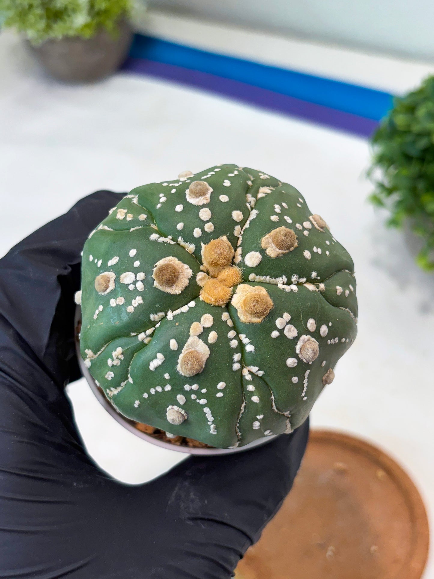 Astrophytum 5-Rib (t10) (p1) | Imported From Japan/korea