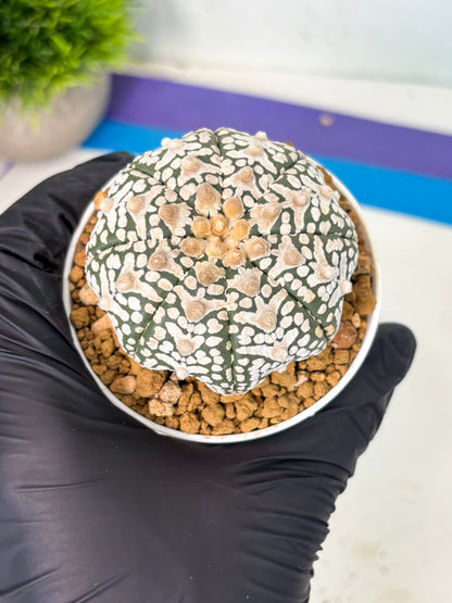 Astrophytum V-Type (at6) (r1) | Rare Star Cactus
