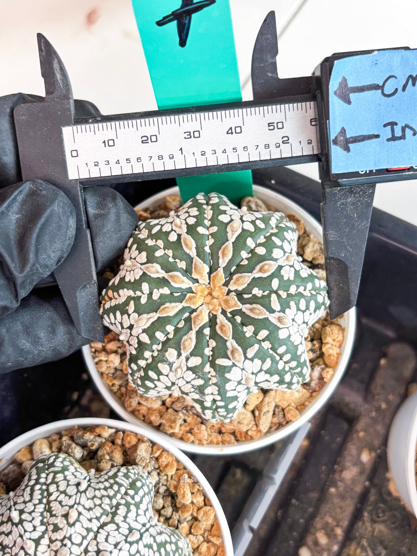 Astrophytum V-type Star Shape (t3) (p7) | 3" Pot