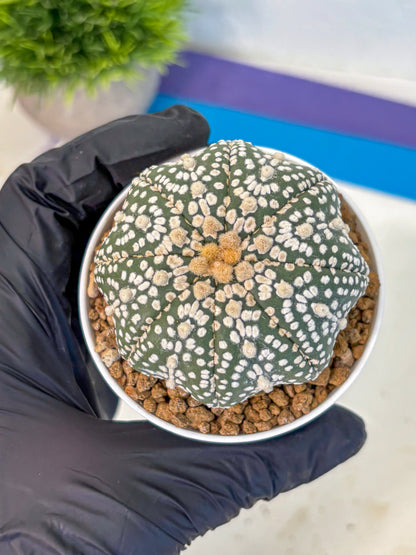 Astrophytum Super Kabuto (at1) (09) | Collection Plant | Rare Cactus