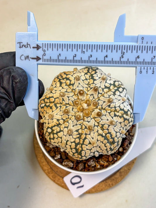 Astrophytum V Type (at4) (10) | Star Cactus