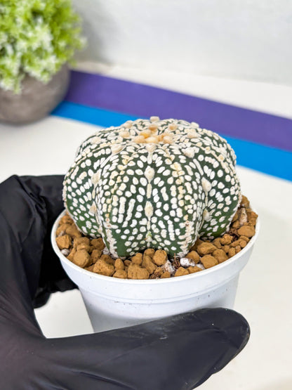 Astrophytum Star Shape (at2) (y7) | Rare Cactus