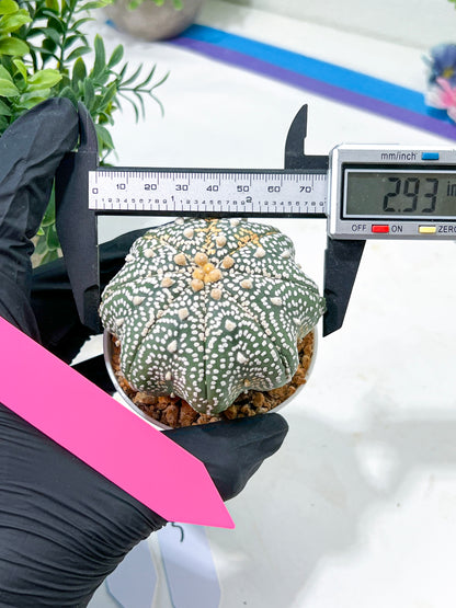 Astrophytum Super Kabuto (#T6B) | Nevada Botanical Shop | 3" Pot