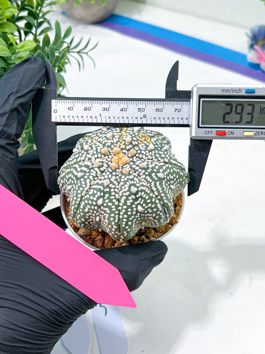 Astrophytum Super Kabuto (#T6B) | Nevada Botanical Shop | 3" Pot