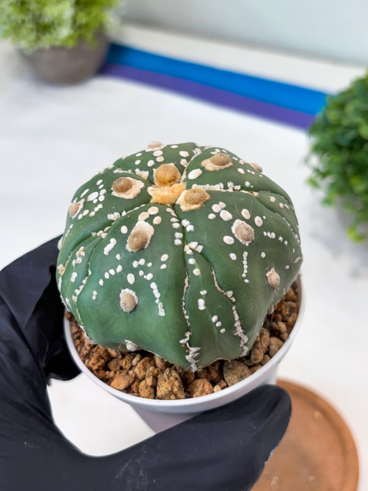 Astrophytum 5-Rib (t10) (p1) | Imported From Japan/korea