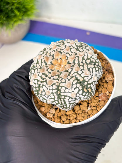 Astrophytum V-Type (at6) (r1) | Rare Star Cactus