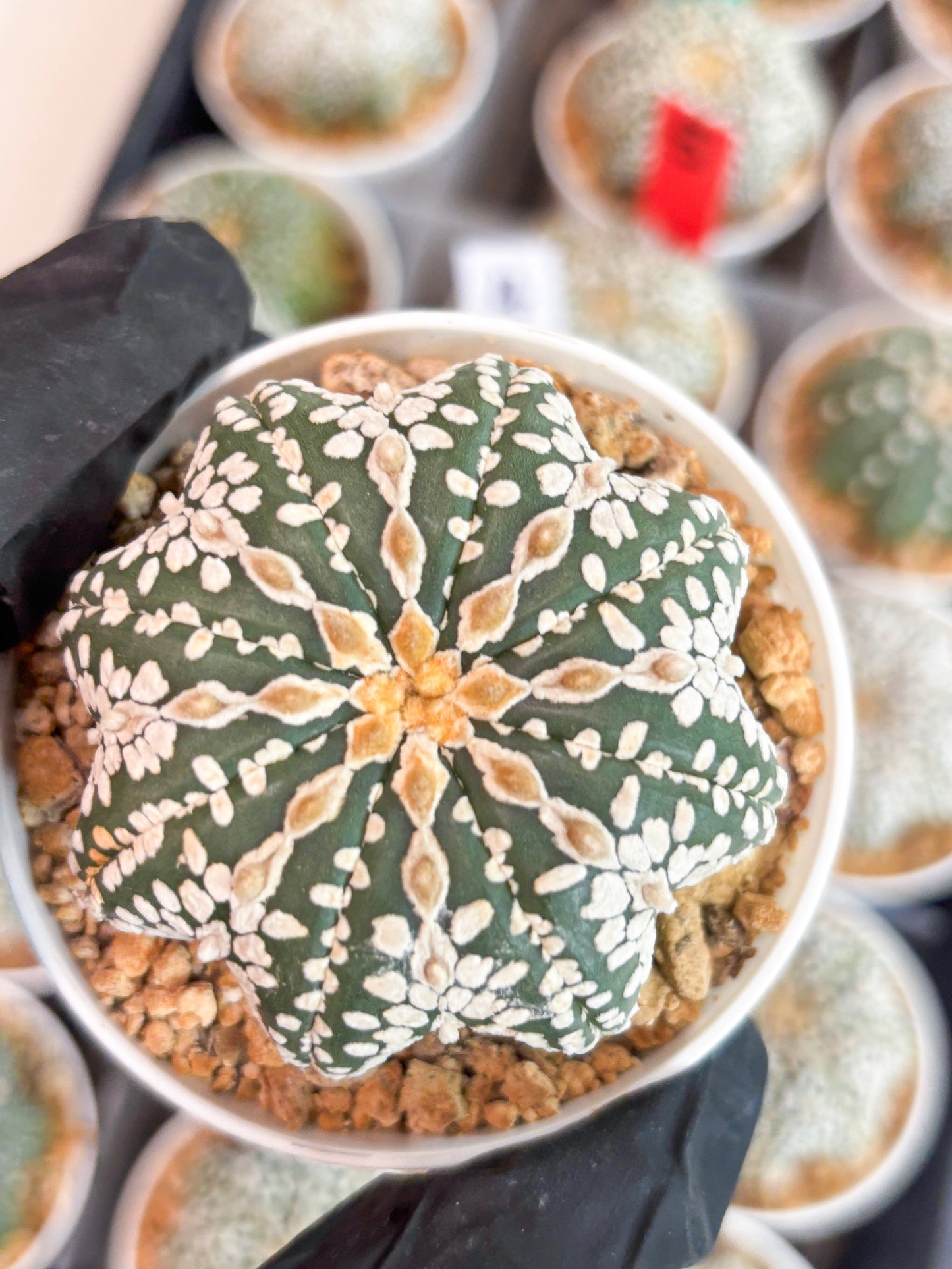 Astrophytum V-type Star Shape (t3) (p7) | 3" Pot