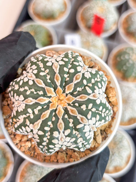 Astrophytum V-type Star Shape (t3) (p7) | 3" Pot
