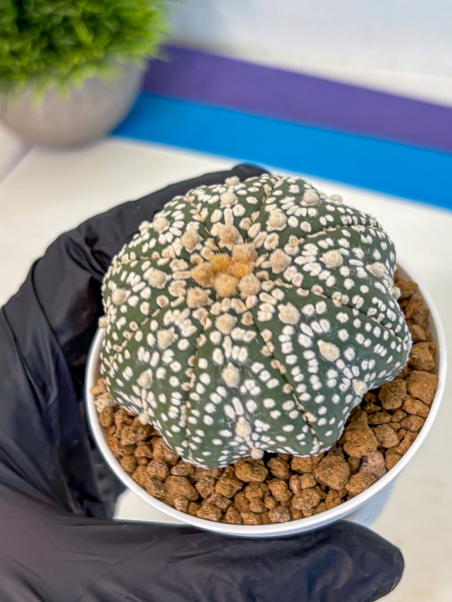 Astrophytum Super Kabuto (at1) (09) | Collection Plant | Rare Cactus