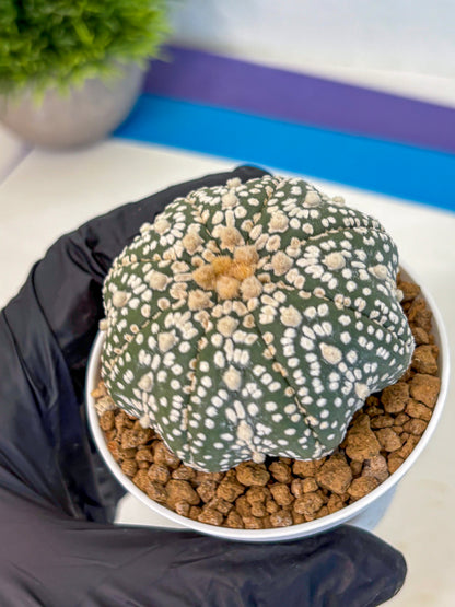 Astrophytum Super Kabuto (at1) (09) | Collection Plant | Rare Cactus