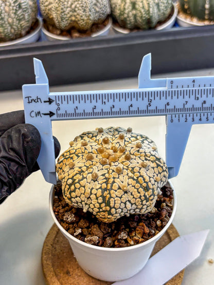 Astrophytum V Type (at4) (10) | Star Cactus