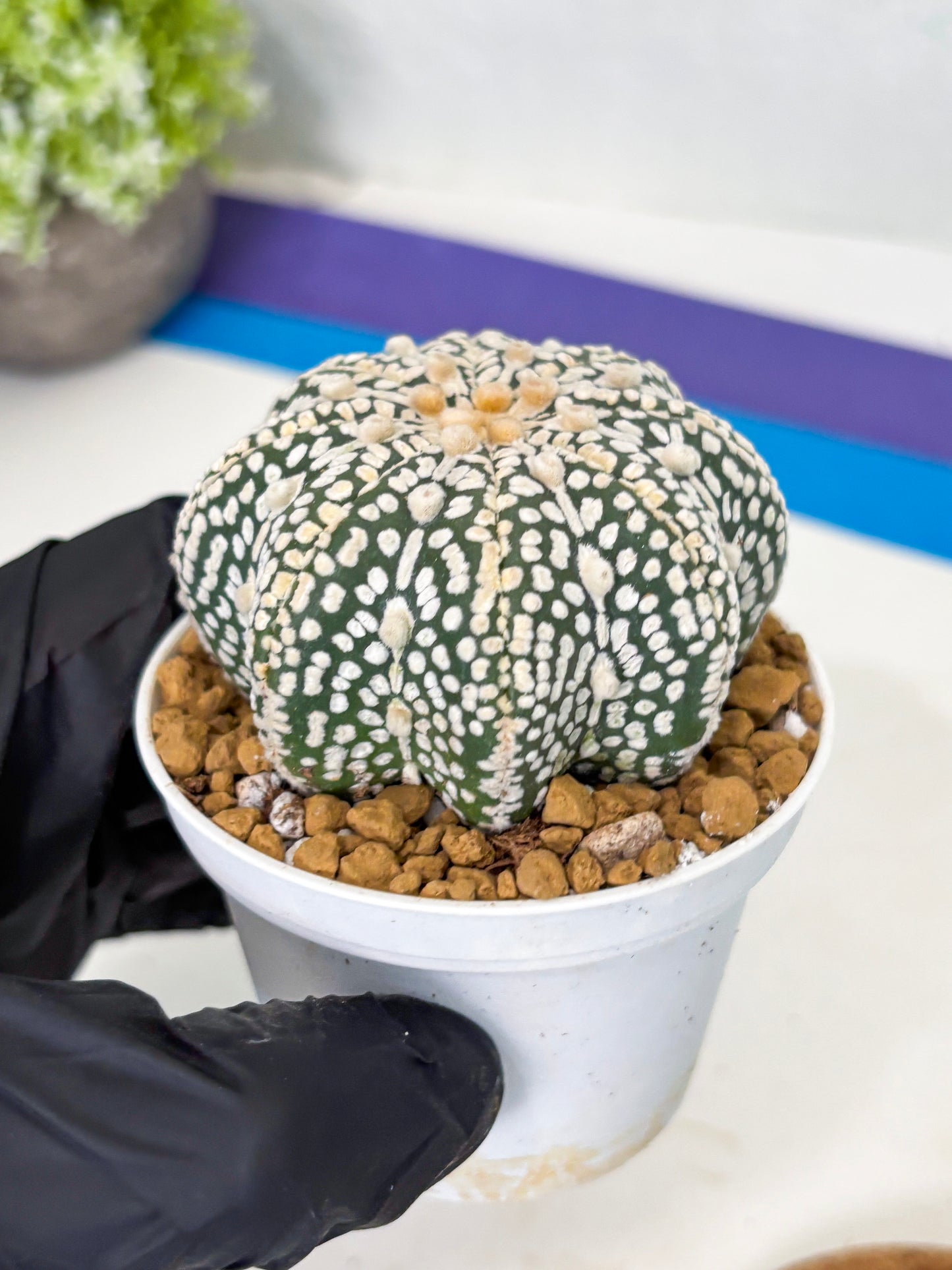 Astrophytum Star Shape (at2) (y7) | Rare Cactus