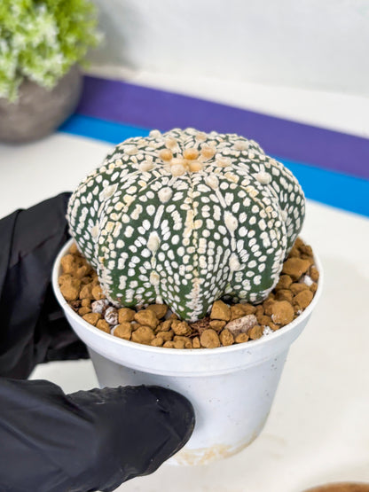 Astrophytum Star Shape (at2) (y7) | Rare Cactus