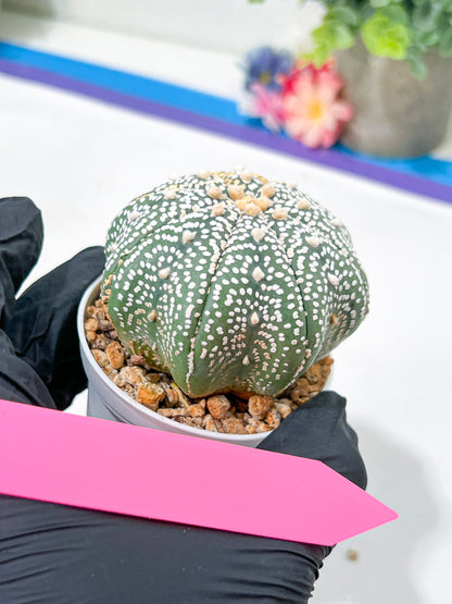 Astrophytum Super Kabuto (#T6B) | Nevada Botanical Shop | 3" Pot