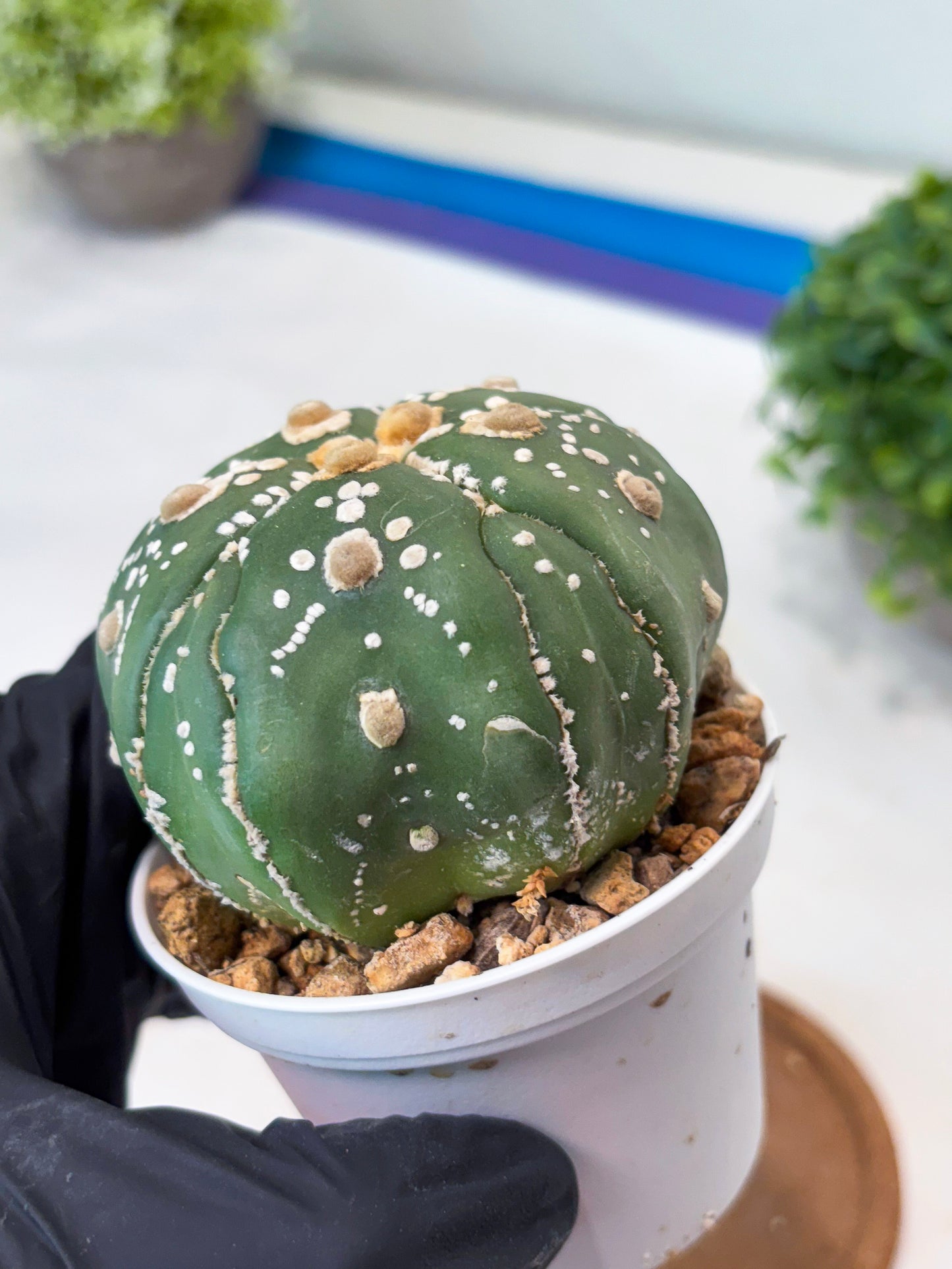 Astrophytum 5-Rib (t10) (p1) | Imported From Japan/korea