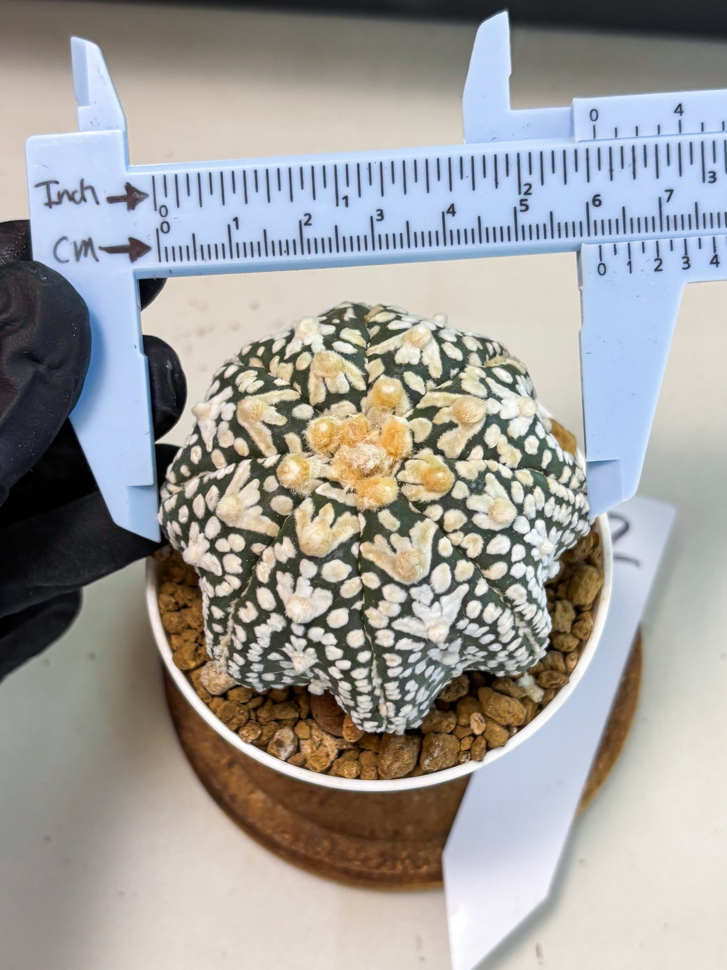 Astrophytum V-Type (at6) (r2) | Rare Star Cactus