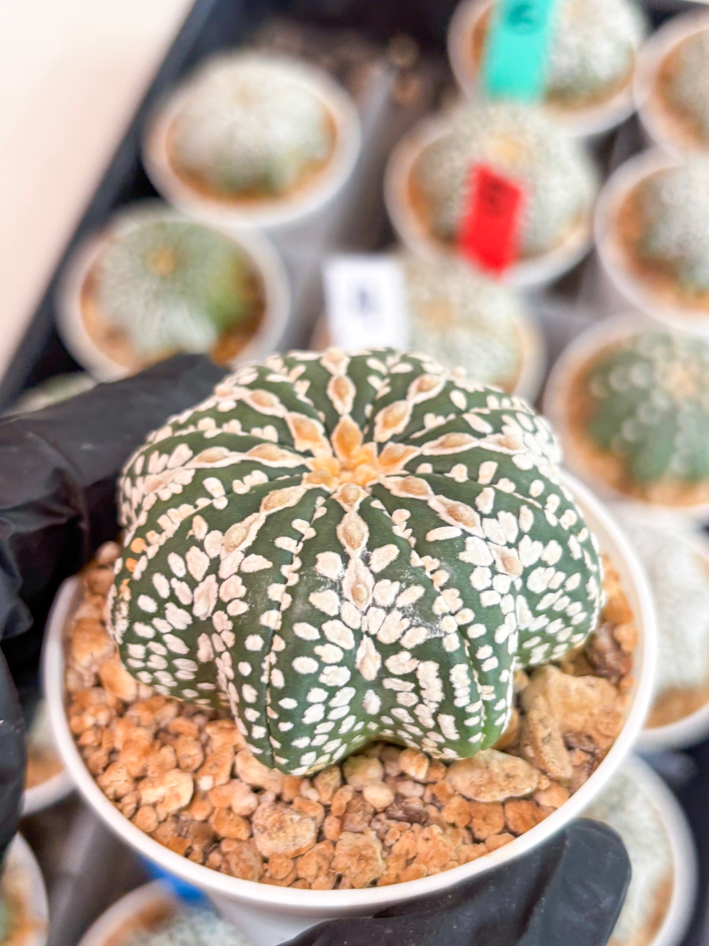 Astrophytum V-type Star Shape (t3) (p7) | 3" Pot