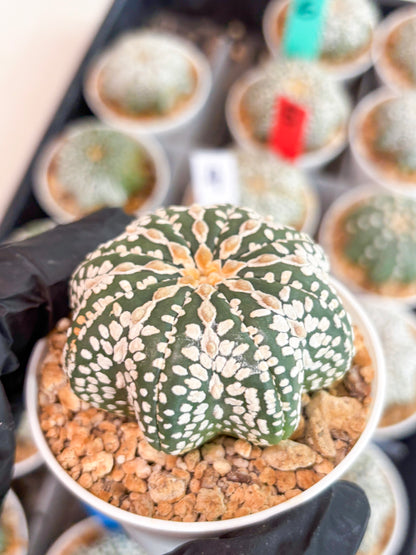 Astrophytum V-type Star Shape (t3) (p7) | 3" Pot