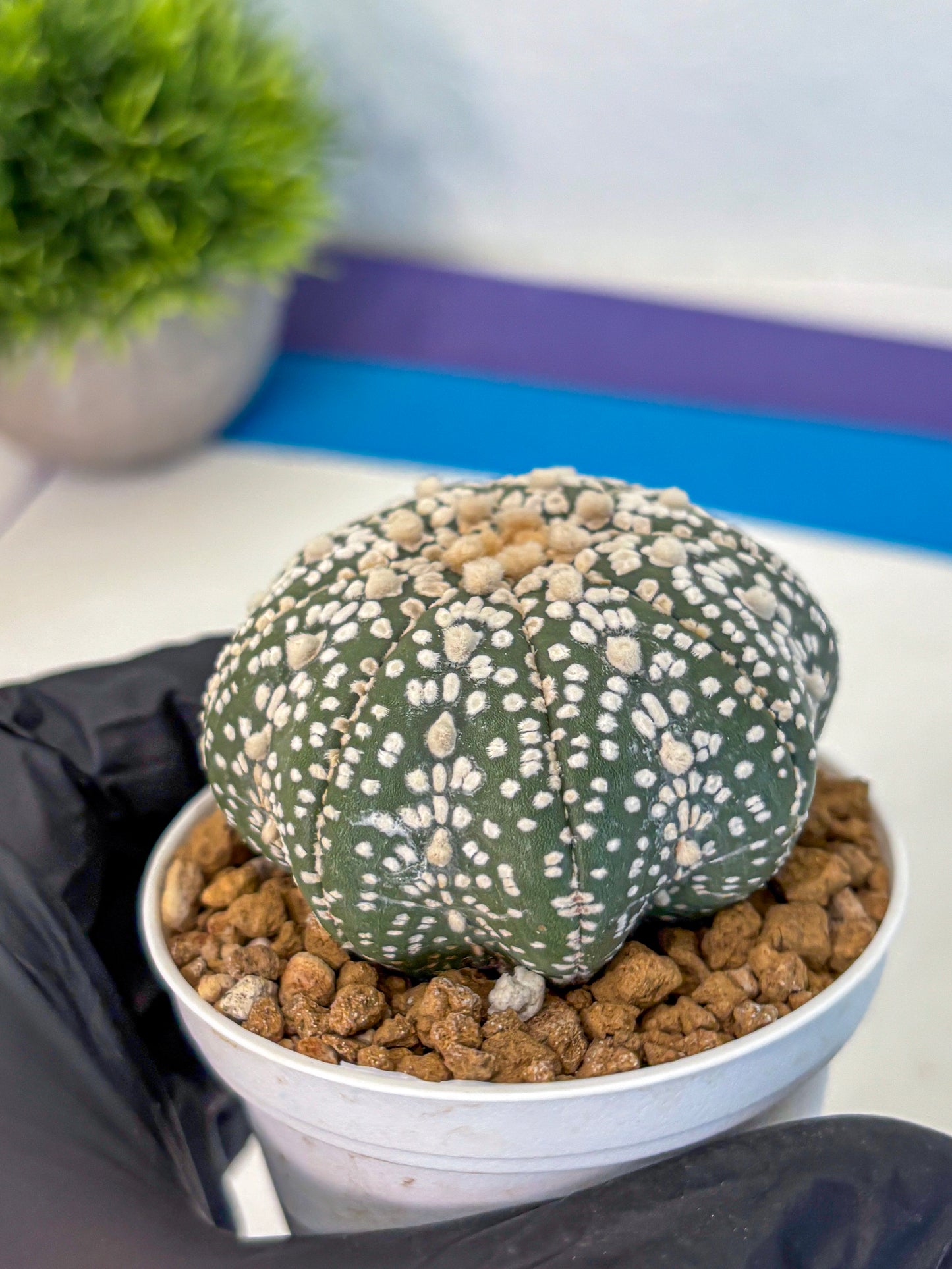 Astrophytum Super Kabuto (at1) (09) | Collection Plant | Rare Cactus
