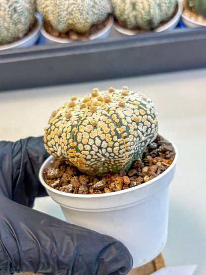 Astrophytum V Type (at4) (10) | Star Cactus