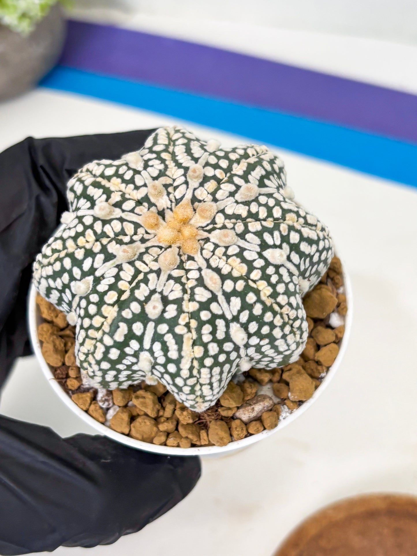 Astrophytum Star Shape (at2) (y7) | Rare Cactus