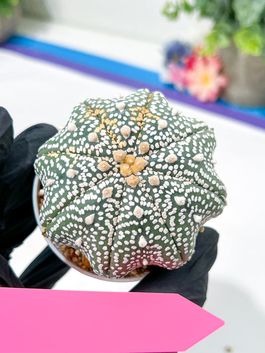 Astrophytum Super Kabuto (#T6B) | Nevada Botanical Shop | 3" Pot