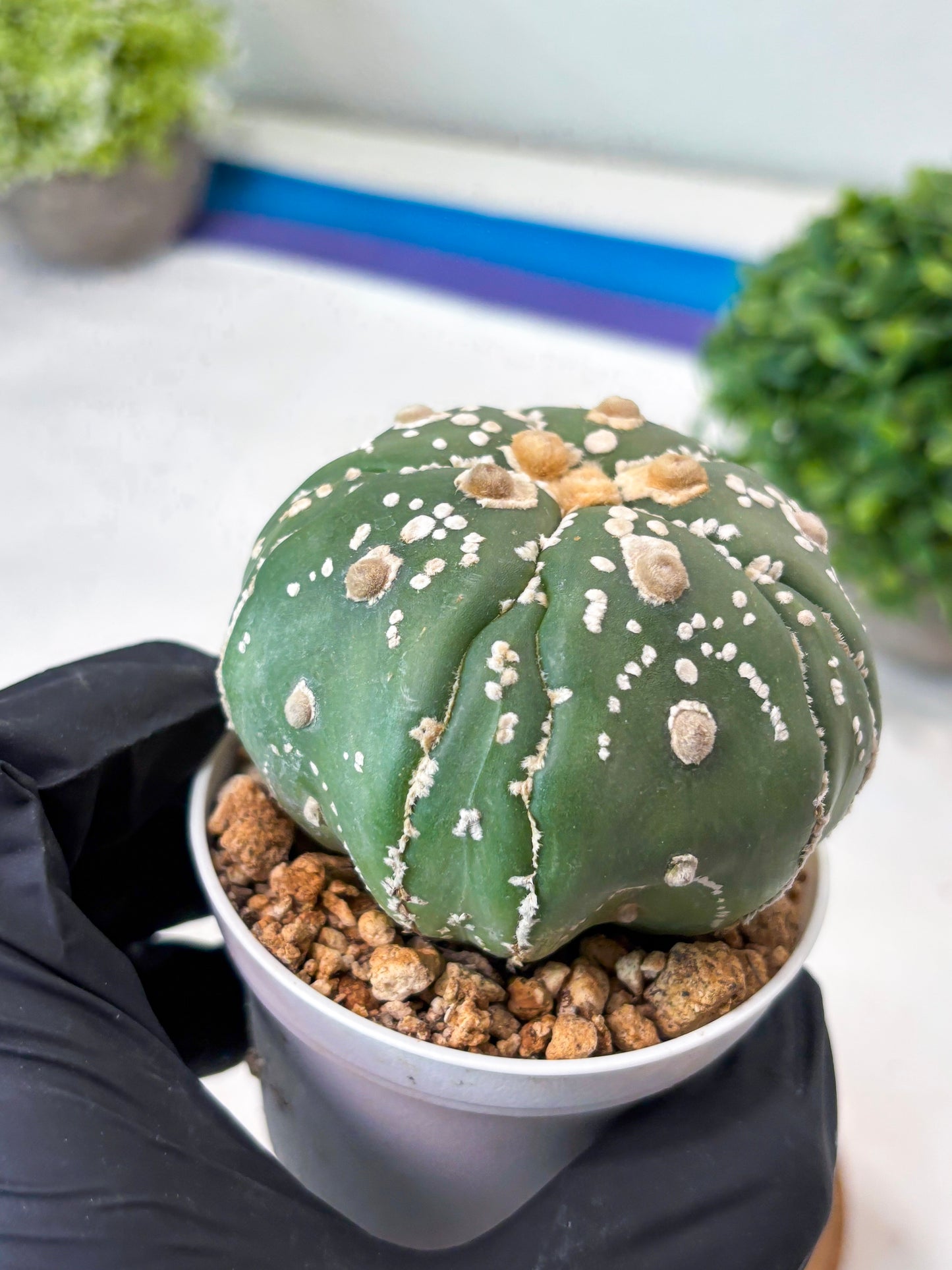 Astrophytum 5-Rib (t10) (p1) | Imported From Japan/korea