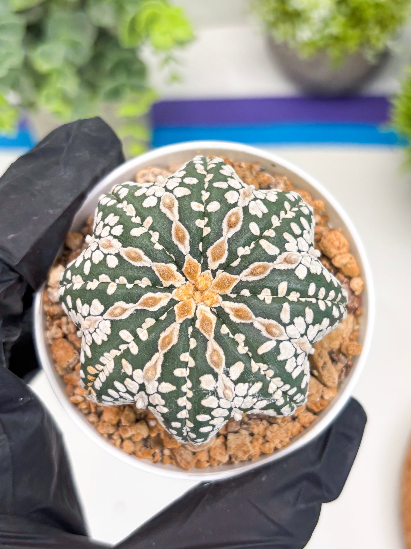 Astrophytum V-type Star Shape (t3) (p7) | 3" Pot