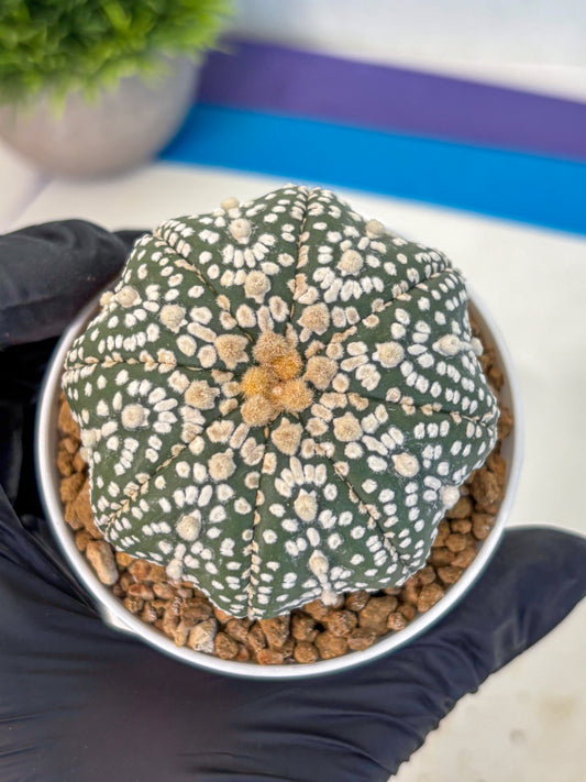 Astrophytum Super Kabuto (at1) (09) | Collection Plant | Rare Cactus
