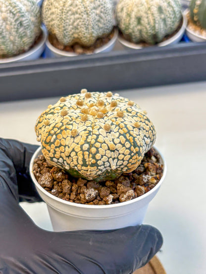 Astrophytum V Type (at4) (10) | Star Cactus