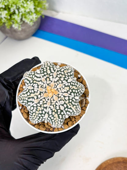 Astrophytum Star Shape (at2) (y7) | Rare Cactus