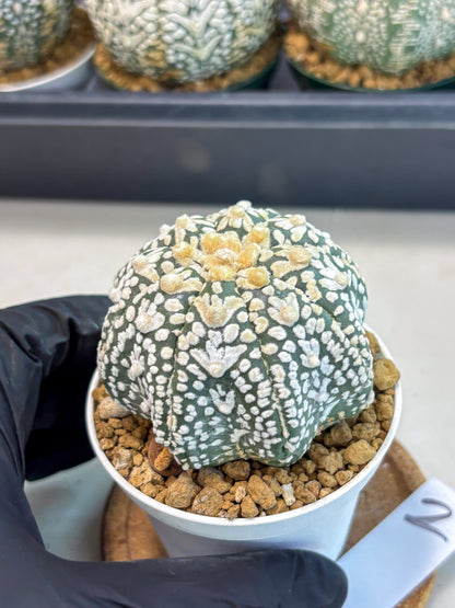 Astrophytum V-Type (at6) (r2) | Rare Star Cactus